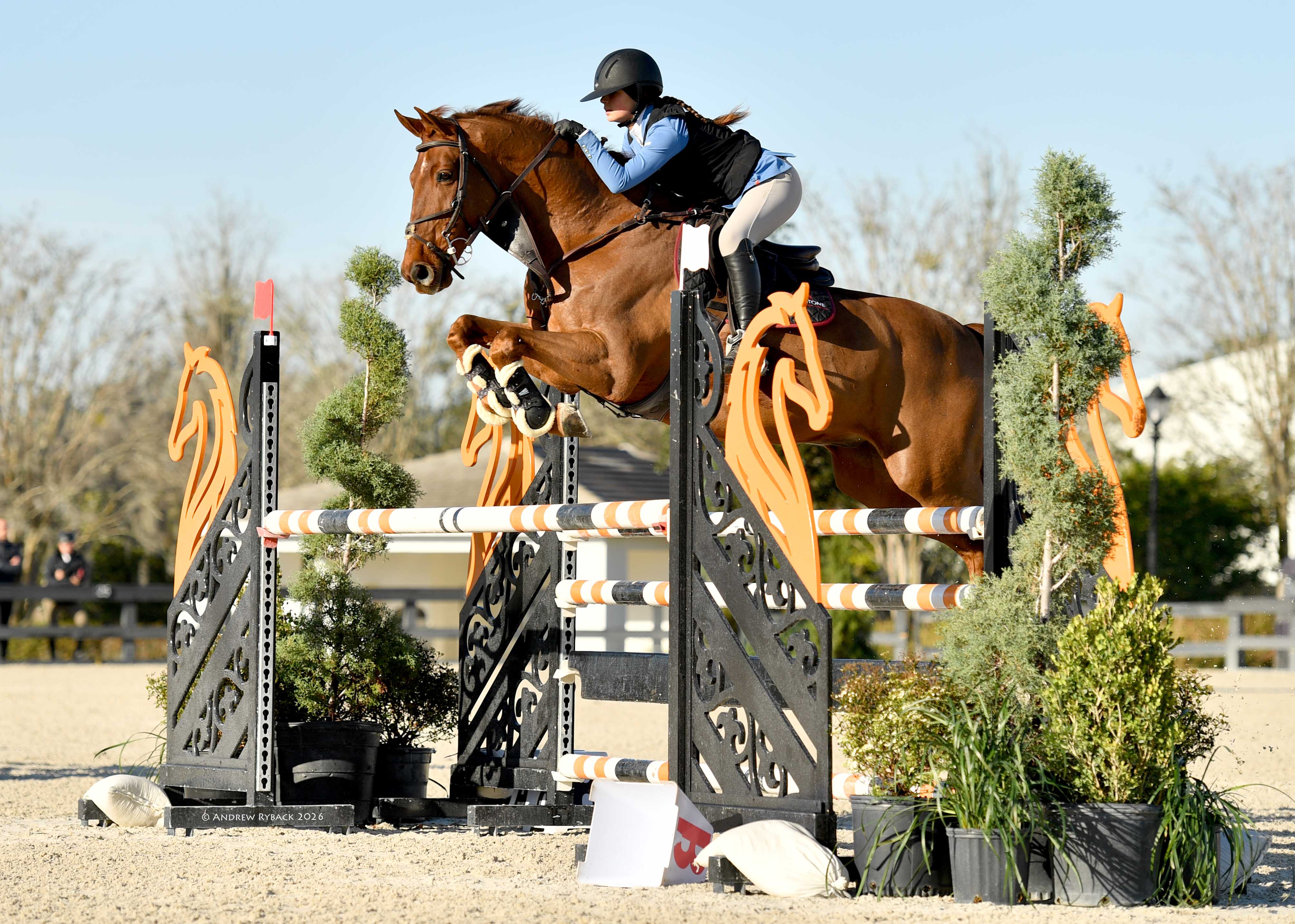 Chestnut sport horse jumping an oxer at a show